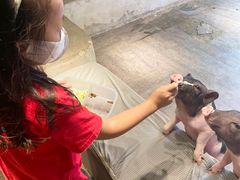 -浣熊柯尔鸭土拨鼠·电玩咖