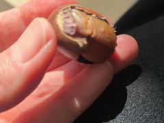 -秋栗香(地安门店)