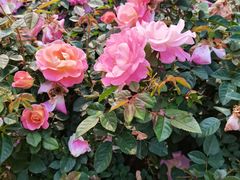 -人民公园(罗湖区)