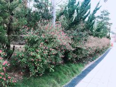 -九龙公园