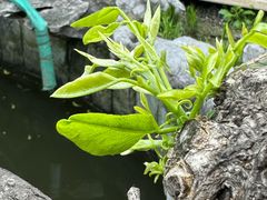 -漫渡庄绿岛花园•隐世庭园菜(滨湖店)
