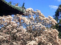 -报恩寺(平武县)