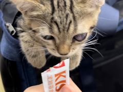 -东莞宠友24H宠物中心医院·转诊夜诊·异宠(新河北路院)