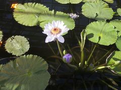 -国家植物园南园