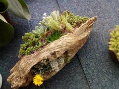 -龙大花卉苗木市场