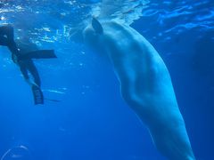 -海合安成都极地海洋公园