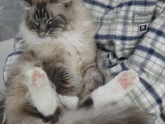 -喵的天空名猫咖啡馆·撸猫·猫舍·用品