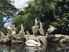 -新加坡飞禽公园
