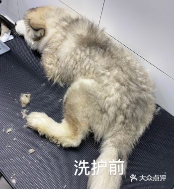 赛级奢华洗护沙龙护理效果