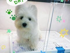 -翊宠yipet猫狗购宠庄园犬舍•猫舍