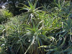 -墨尔本皇家植物园