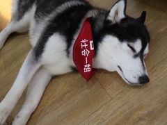 -Husky Go! 哈士奇体验馆·宠物咖啡厅狗咖