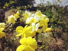 -上海市龙华烈士陵园