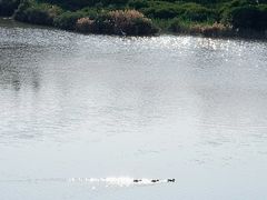 -华侨城湿地公园