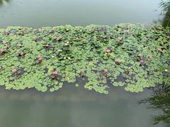 -大望京公园