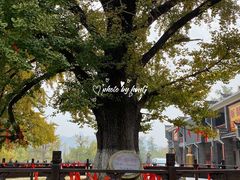 -千年银杏谷文化旅游区