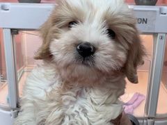 -翊宠yipet猫狗购宠庄园犬舍•猫舍