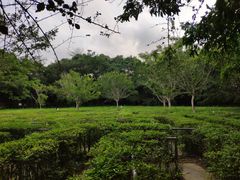 -广东茂名森林公园