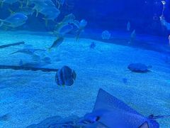 -烟台海昌鲸鲨海洋公园