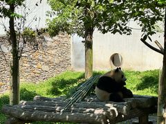 -卧龙中华大熊猫苑神树坪基地