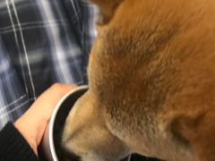 -柯斗斗主题餐厅·狗咖·围炉煮茶·茶饮(国瑞升平里店)