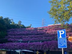 -深圳仙湖植物园