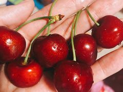 -菜园坝水果市场