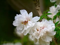 -香蜜公园
