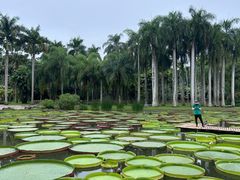 -中国科学院西双版纳热带植物园