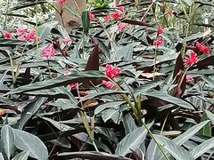 -云溪植物园