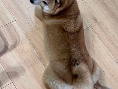 -是阿柴呀！柴犬咖啡·爱喵喵猫咖