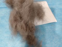 -伟伟宠物医院·CT影像中心·瑞派犬猫综合性门诊(汉口总院)