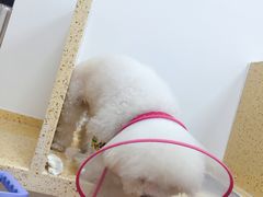 -伟伟宠物医院·瑞派猫友好医院·猫科(光谷店)