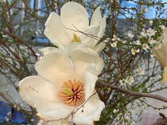 -双季花艺园艺市场(浦东店)