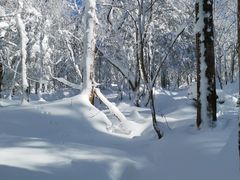 -亚布力新体委滑雪场