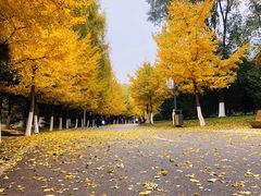 -长白岛森林公园