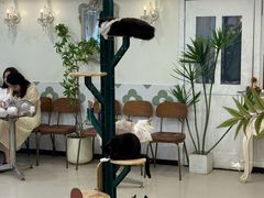 -共舞时光猫咖·狗咖(新街口店)