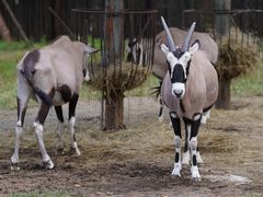 -大连森林动物园