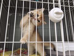 -翊宠yipet猫狗购宠庄园犬舍•猫舍