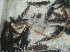 -山城家常菜铁锅炖鱼