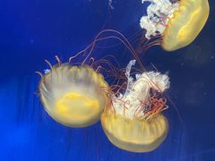 -海合安武汉极地海洋公园