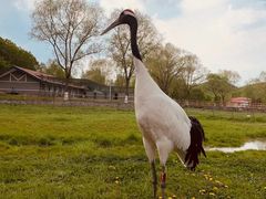 -哈尔滨北方森林动物园