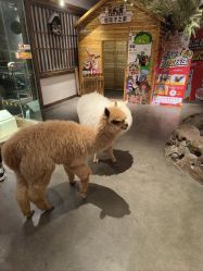 -造物庄园 萌宠纪(苏州湾歌林公园店)