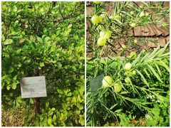 -广州神农草堂中医药博物馆