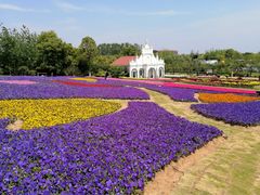 -杭州湾海上花田景区
