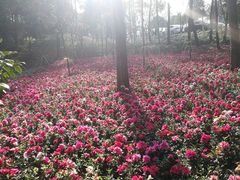 -铁山坪森林公园