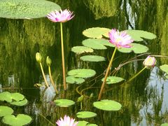 -国家植物园南园