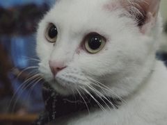 -猫色咖啡·猫咖