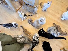 -有喵·猫咖·狗咖·30几只猫10只小狗(岗厦店)