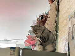 -平行世界·猫咖(首经贸店)